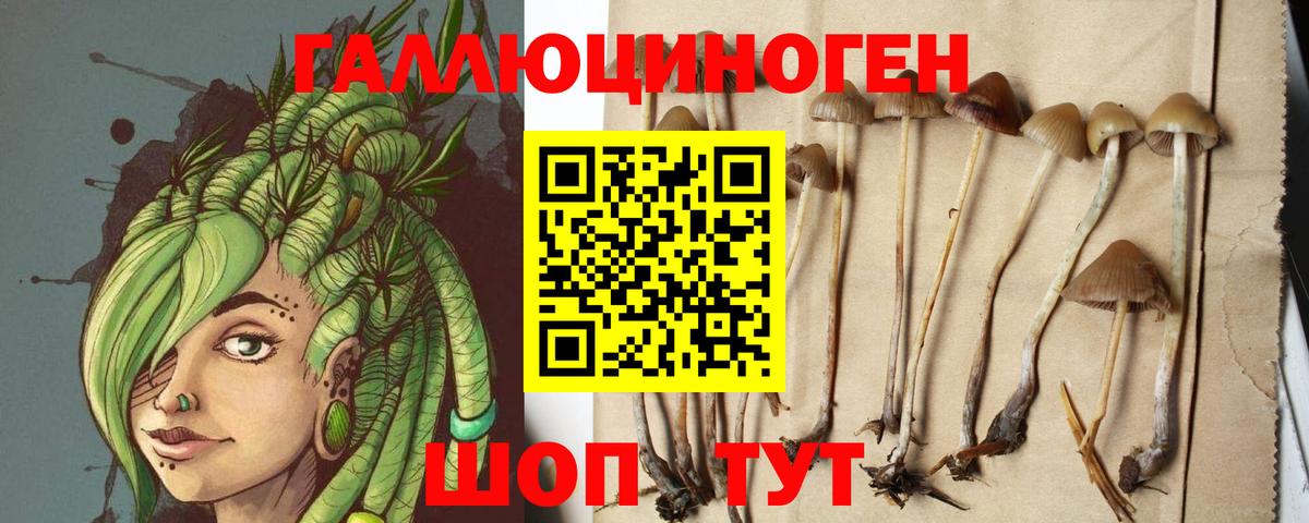 Галлюциногенные грибы Psilocybe Курчалой